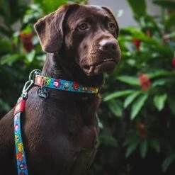 Mascotas Artículos Tienda -Mascotas Artículos Tienda 189696 186582 189796 maxnmolly multifunktionsleine littlemonsters dog hs 02 7