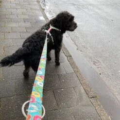 Mascotas Artículos Tienda -Mascotas Artículos Tienda 190211 186594 186595 maxnmolly multifunktionsleine donuts hs 02 6