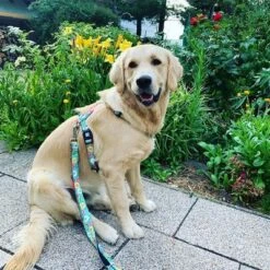 Correa Ajustable Max & Molly Donuts Para Perros -Mascotas Artículos Tienda 190211 186594 186595 maxnmolly multifunktionsleine donuts hs 03 3