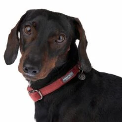 Collar Nomad Tales Blush Vino Para Perros 27 Collar Nomad Tales Blush Vino Para Perros -Mascotas Artículos Tienda 324707 blush s fg 7010 1