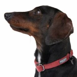 Collar Nomad Tales Blush Vino Para Perros 20 Collar Nomad Tales Blush Vino Para Perros -Mascotas Artículos Tienda 324707 blush s fg 7015 6