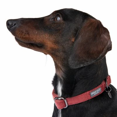 Collar Nomad Tales Blush Vino Para Perros 3 Collar Nomad Tales Blush Vino Para Perros - Imagen 3