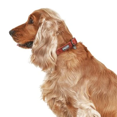 Collar Nomad Tales Blush Vino Para Perros 4 Collar Nomad Tales Blush Vino Para Perros - Imagen 4