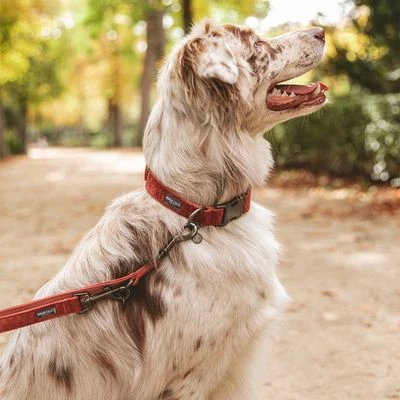 Collar Nomad Tales Blush Vino Para Perros 16 Collar Nomad Tales Blush Vino Para Perros - Imagen 16