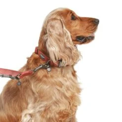 Correa Nomad Tales Blush Vino Para Perros 31 Correa Nomad Tales Blush Vino Para Perros -Mascotas Artículos Tienda 325600 325601 nomadtales blush hundeleine rose hs 03 9