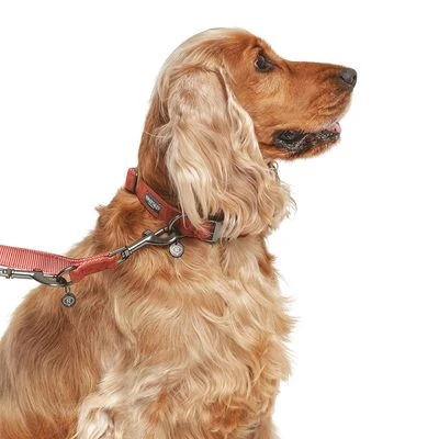 Correa Nomad Tales Blush Vino Para Perros 15 Correa Nomad Tales Blush Vino Para Perros - Imagen 15