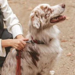 Correa Nomad Tales Blush Vino Para Perros 24 Correa Nomad Tales Blush Vino Para Perros -Mascotas Artículos Tienda 325600 325601 nomadtales blush hundeleine rose hs 05 0