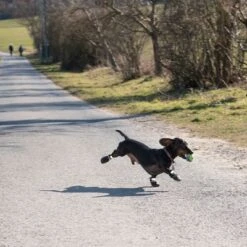 Zapatos Para Perros S & P Boots 25 Zapatos Para Perros S & P Boots -Mascotas Artículos Tienda 52149 hundeschuhe xs fg 0890 4