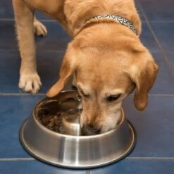 Comedero Antivoracidad De Acero Para Perros -Mascotas Artículos Tienda 66349 antischlingnapf fg 1008 7