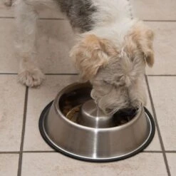 Comedero Antivoracidad De Acero Para Perros -Mascotas Artículos Tienda 66523 antischlingnapf fg 0988 4