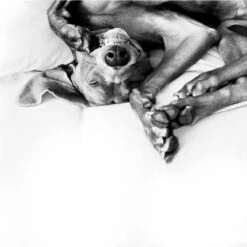 Difusor ADAPTIL® Calm Para Perros -Mascotas Artículos Tienda 73499 adaptiltransportspray hs 08 3