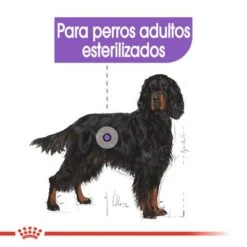 Royal Canin Maxi Adult Sterilised -Mascotas Artículos Tienda rc ccn sterilisedmaxi cv eretailkit 2 es es 3